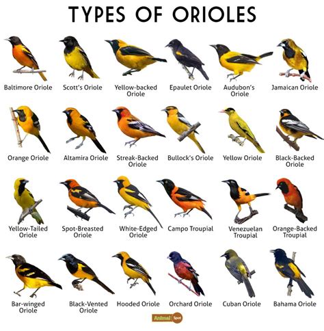 oriole color chart.